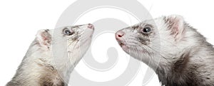 Two ferrets looking at each other, 1 year old