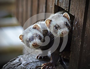 Two ferrets looking out of their wooden house photo