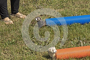 two ferrets popping out of pipes