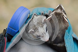 Two ferrets resting in soft pouch between walk in summer park