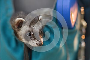 Two ferrets resting in soft pouch between walk in summer park