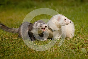 Two ferrets walking together on leash in summer green grass