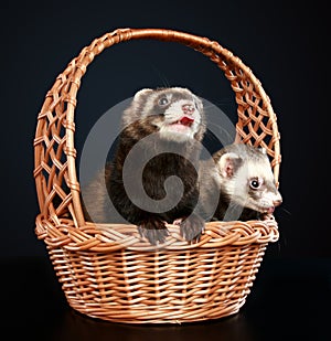 Two Ferrets in wattled basket