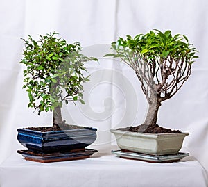 Two Ficus bonsai ginseng retusa plant