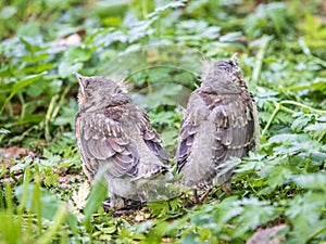 Two fieldfare chicks, Turdus pilaris, have left the nest and are sitting on the spring lawn. Fieldfare chicks sit on the ground