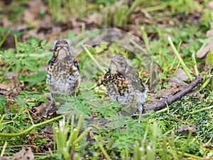 Two fieldfare chicks, Turdus pilaris, have left the nest and are sitting on the spring lawn. Fieldfare chicks sit on the ground