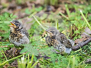 Two fieldfare chicks, Turdus pilaris, have left the nest and are sitting on the spring lawn. Fieldfare chicks sit on the ground