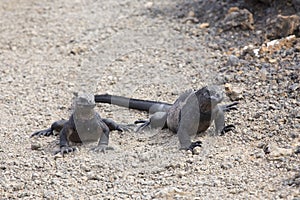 Two fierce looking marine iguanas seen in closeup standing their ground on a dirt road