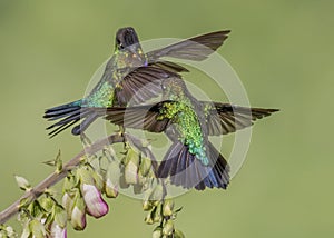 Two Fiery-throated hummingbirds Panterpe insignis, Costa Rica