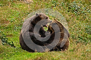 Dva bojují medvědi hnědí v lese. Portrét medvěda hnědého, sedícího na šedém kameni, růžové květy na pozadí, zvíře v