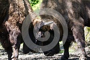 Two fighting bisons in the old forest