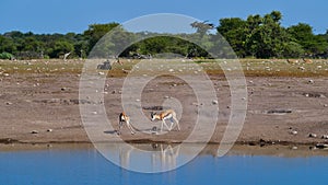 Two fighting black-faced impala antelopes dueling with their antlers at a waterhole in Etosha National Park, Namibia, Africa.