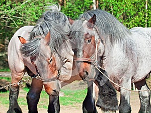 Two fighting brabant stallions.