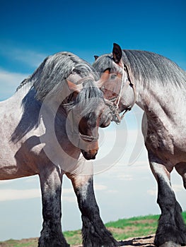 Two fighting brabant stallions.