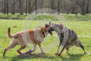 Two fighting dogs