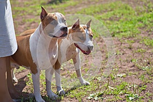 Two fighting dogs at the feet of the hostess close-up