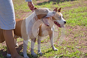 Two fighting dogs at the feet of the hostess close-up