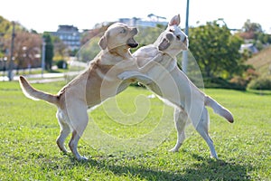 Two fighting dogs on the grass