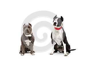 Two fighting dogs Pit Bull and American Bull, isolated on white background