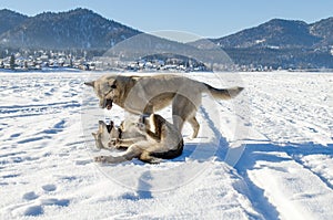 Two fighting dogs