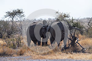 Two Fighting Elephants