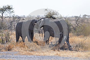 Two Fighting Elephants