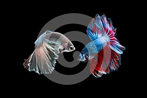 Two Fighting Fish