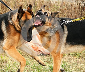 Two fighting german shepherd dogs