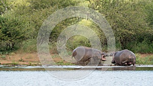 Two fighting Hippos in Africa