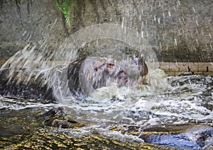 Two fighting hippos. Hippopotamus amphibius. South Africa animal.