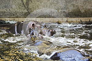 Two fighting hippos. Hippopotamus amphibius. South Africa animal.