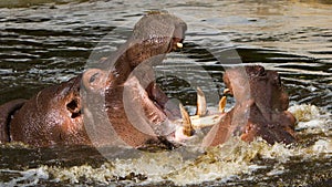 Two fighting hippos (Hippopotamus amphibius) photo