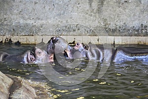 Two fighting hippos. Hippopotamus amphibius. South Africa animal.