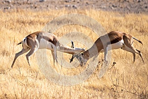 Two fighting impalas