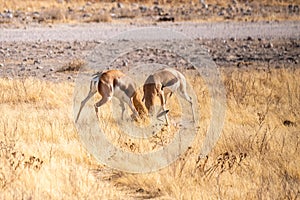Two fighting impalas