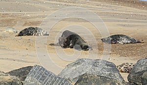 Two fighting large dominant Grey Seal bulls Halichoerus grypus on a beach in Horsey, Norfolk, UK.