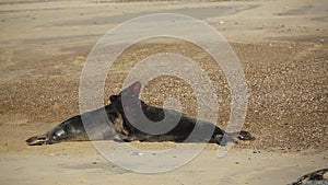 Two fighting large dominant Grey Seal bulls Halichoerus grypus on a beach in Horsey, Norfolk, UK.