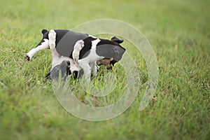 Two fighting puppies