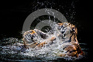 Two fighting tigers photo