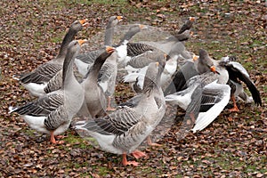 Two fighting white geese on a farm in autumn