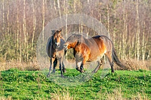 Two fighting wild brown Exmoor ponies, against a forest and reed background. Biting, rearing and hitting. autumn colors