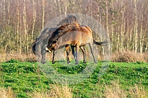 Two fighting wild brown Exmoor ponies, against a forest and reed background. Biting, rearing and hitting. autumn colors