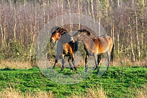 Two fighting wild brown Exmoor ponies, against a forest and reed background. Biting, rearing and hitting. autumn colors