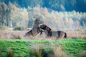 Two fighting wild brown Exmoor ponies, against a forest and reed background. Biting, rearing and hitting. autumn colors