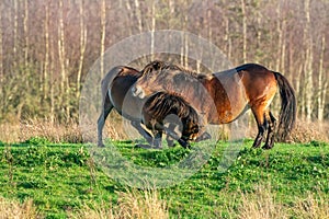 Two fighting wild brown Exmoor ponies, against a forest and reed background. Biting, rearing and hitting. autumn colors