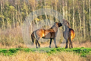 Two fighting wild brown Exmoor ponies, against a forest and reed background. Biting, rearing and hitting. autumn colors