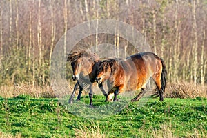 Two fighting wild brown Exmoor ponies, against a forest and reed background. Biting, rearing and hitting. autumn colors