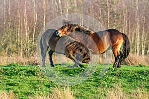 Two fighting wild brown Exmoor ponies, against a forest and reed background. Biting, rearing and hitting. autumn colors