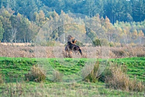 Two fighting wild brown Exmoor ponies, against a forest and reed background. Biting, rearing and hitting. autumn colors