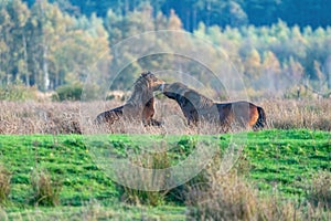 Two fighting wild brown Exmoor ponies, against a forest and reed background. Biting, rearing and hitting. autumn colors